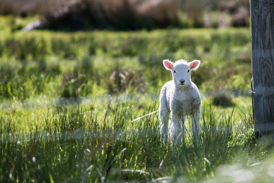 Featured image for “Holy Week and the Blood of the Lamb”